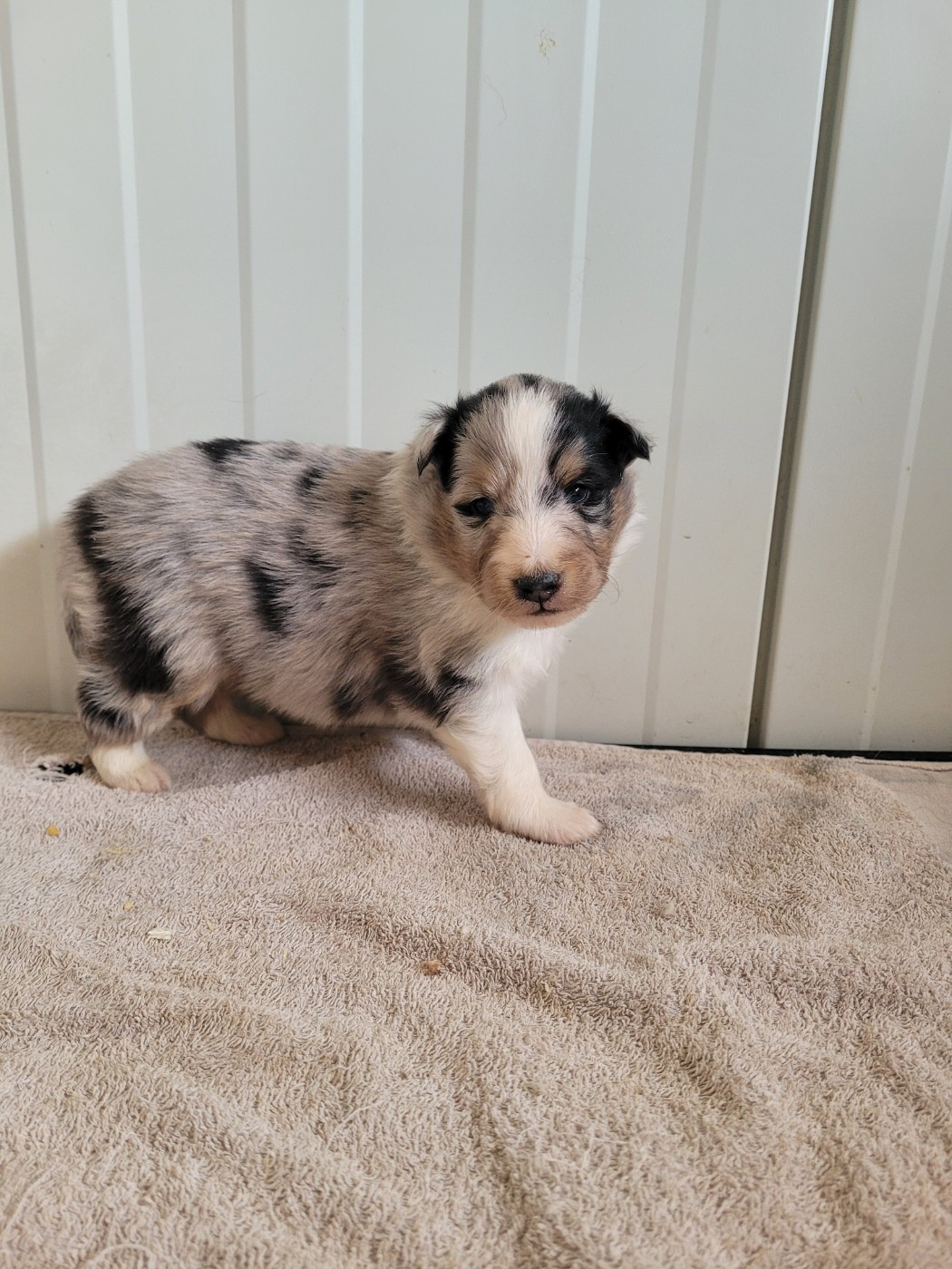 des terres de bourguenailles - Chiots disponibles - Shetland Sheepdog