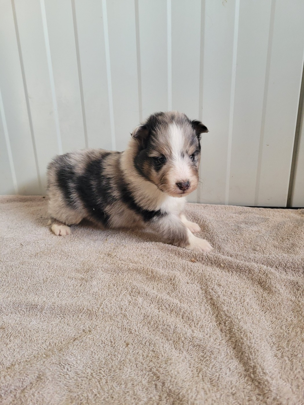 des terres de bourguenailles - Chiots disponibles - Shetland Sheepdog