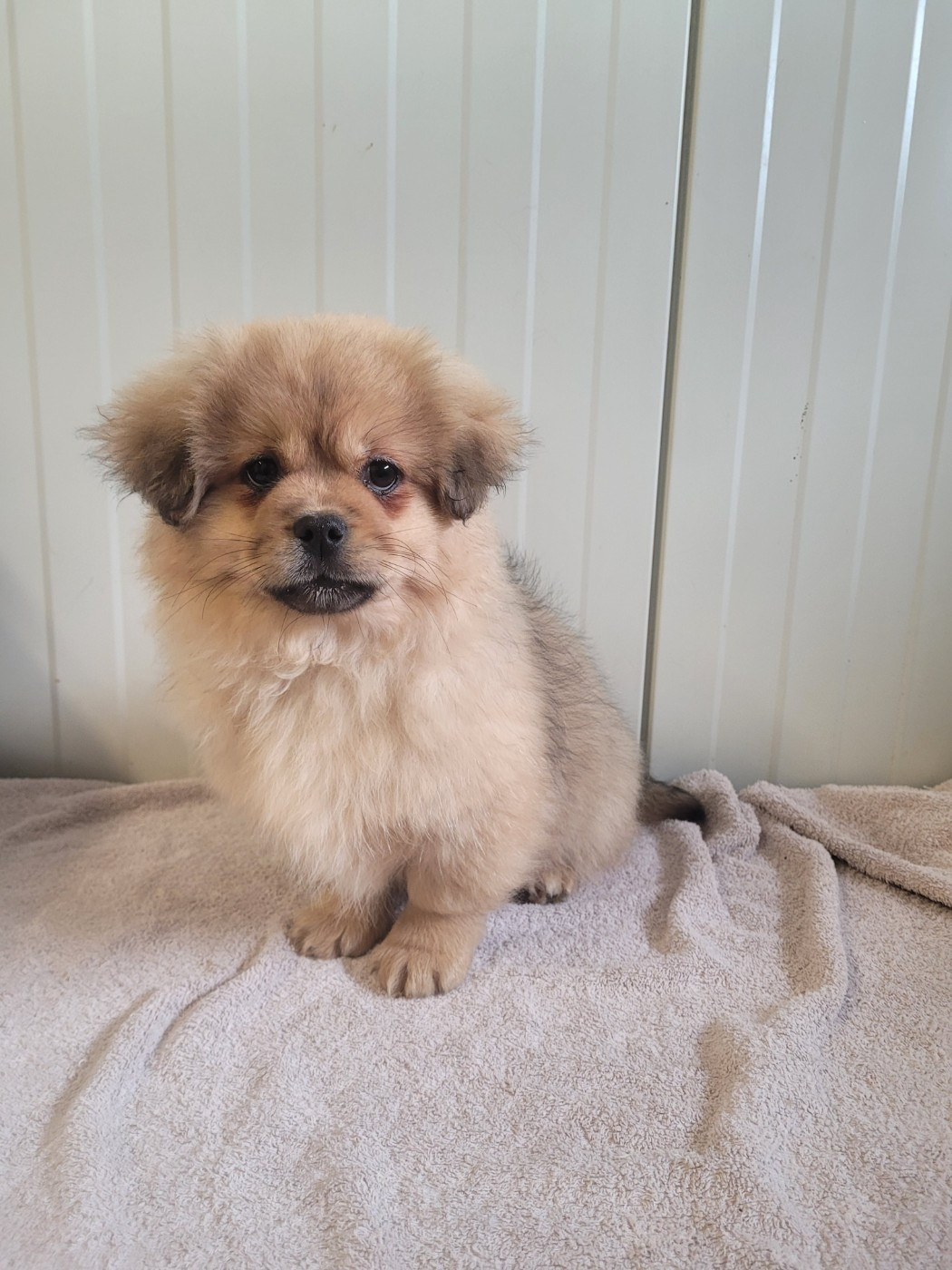 des terres de bourguenailles - Chiots disponibles - Epagneul tibetain