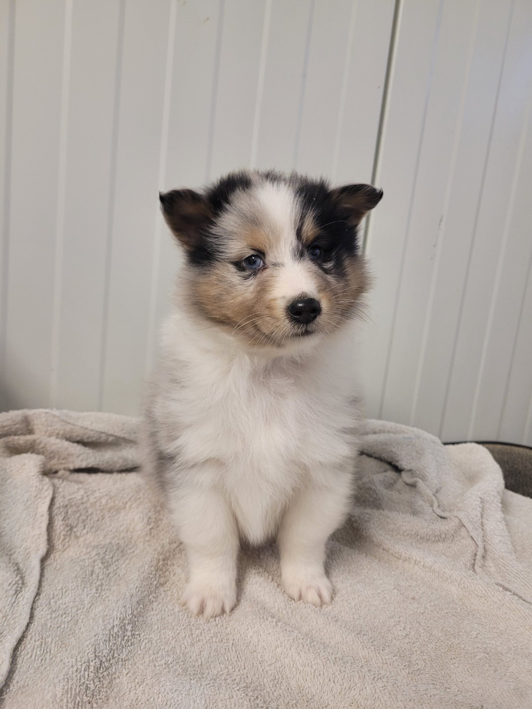 des terres de bourguenailles - Chiots disponibles - Shetland Sheepdog