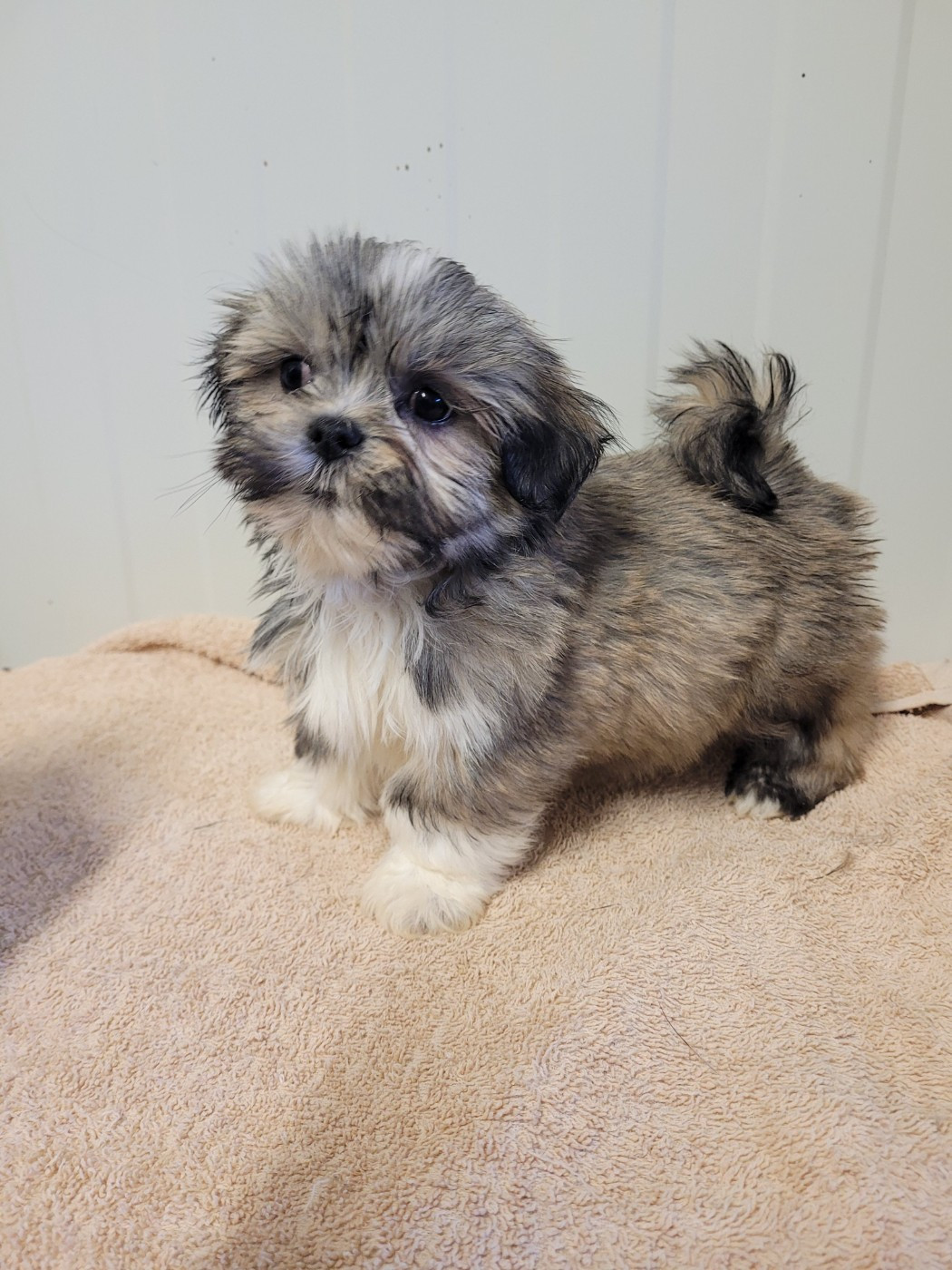 des terres de bourguenailles - Chiots disponibles - Lhassa Apso