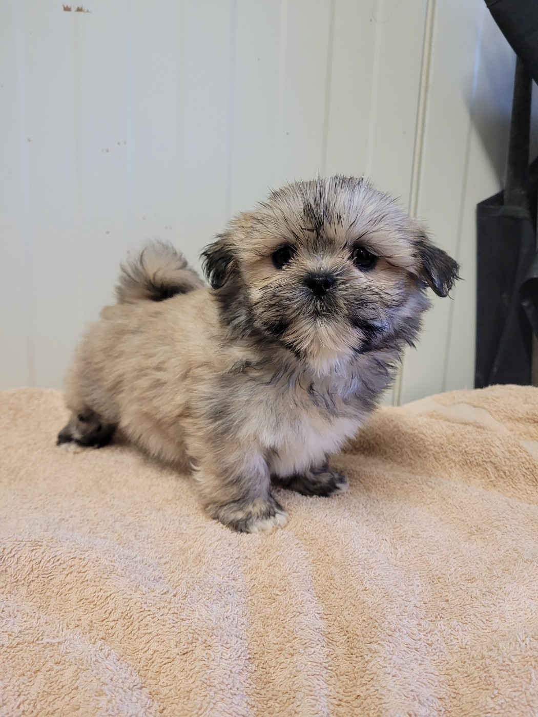 des terres de bourguenailles - Chiots disponibles - Lhassa Apso