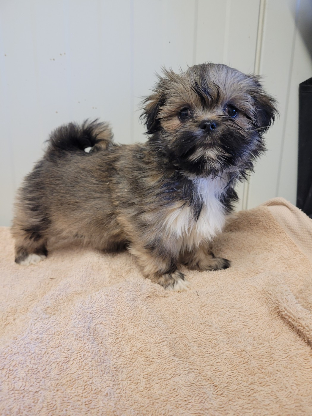 des terres de bourguenailles - Chiots disponibles - Lhassa Apso