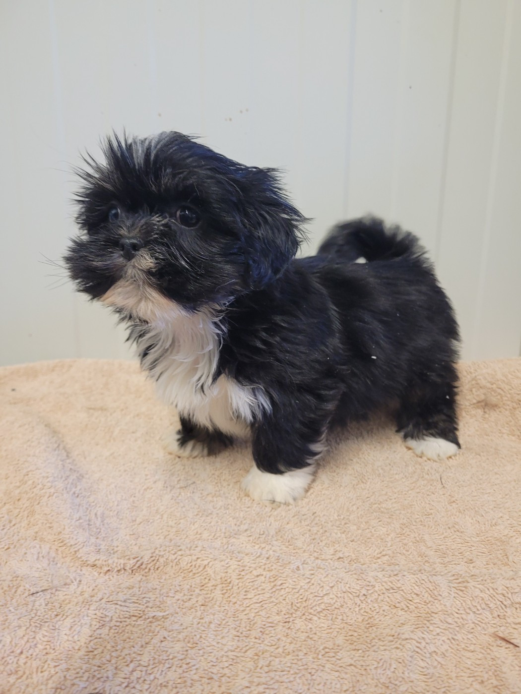 des terres de bourguenailles - Chiots disponibles - Lhassa Apso