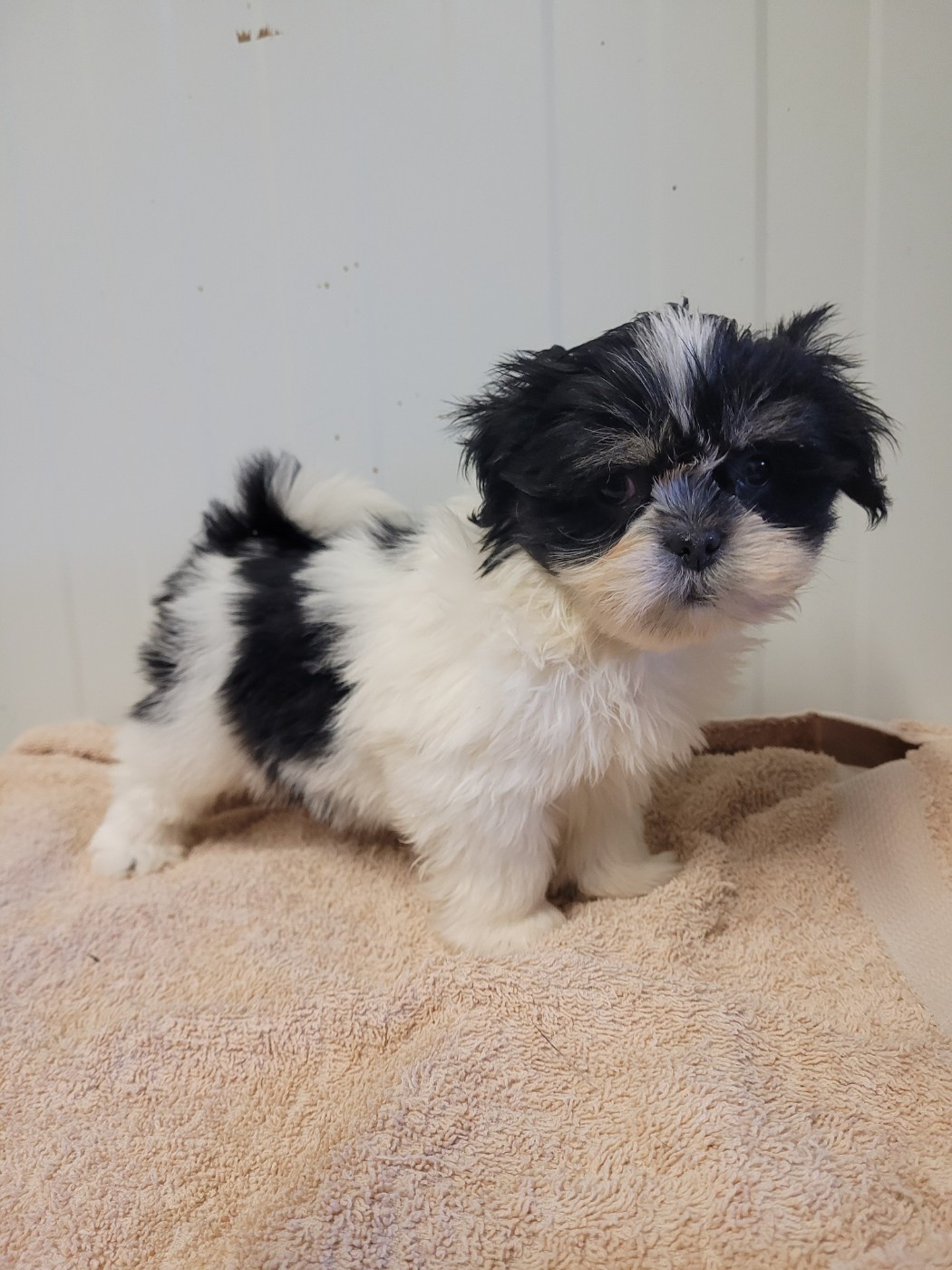 des terres de bourguenailles - Chiots disponibles - Lhassa Apso