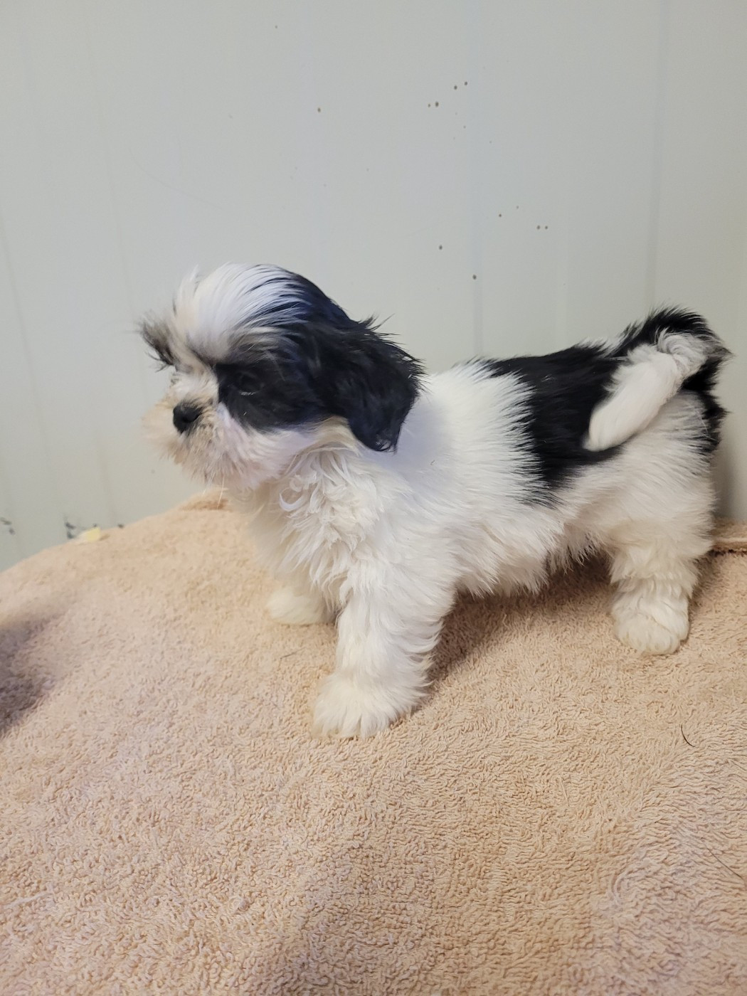 des terres de bourguenailles - Chiots disponibles - Lhassa Apso