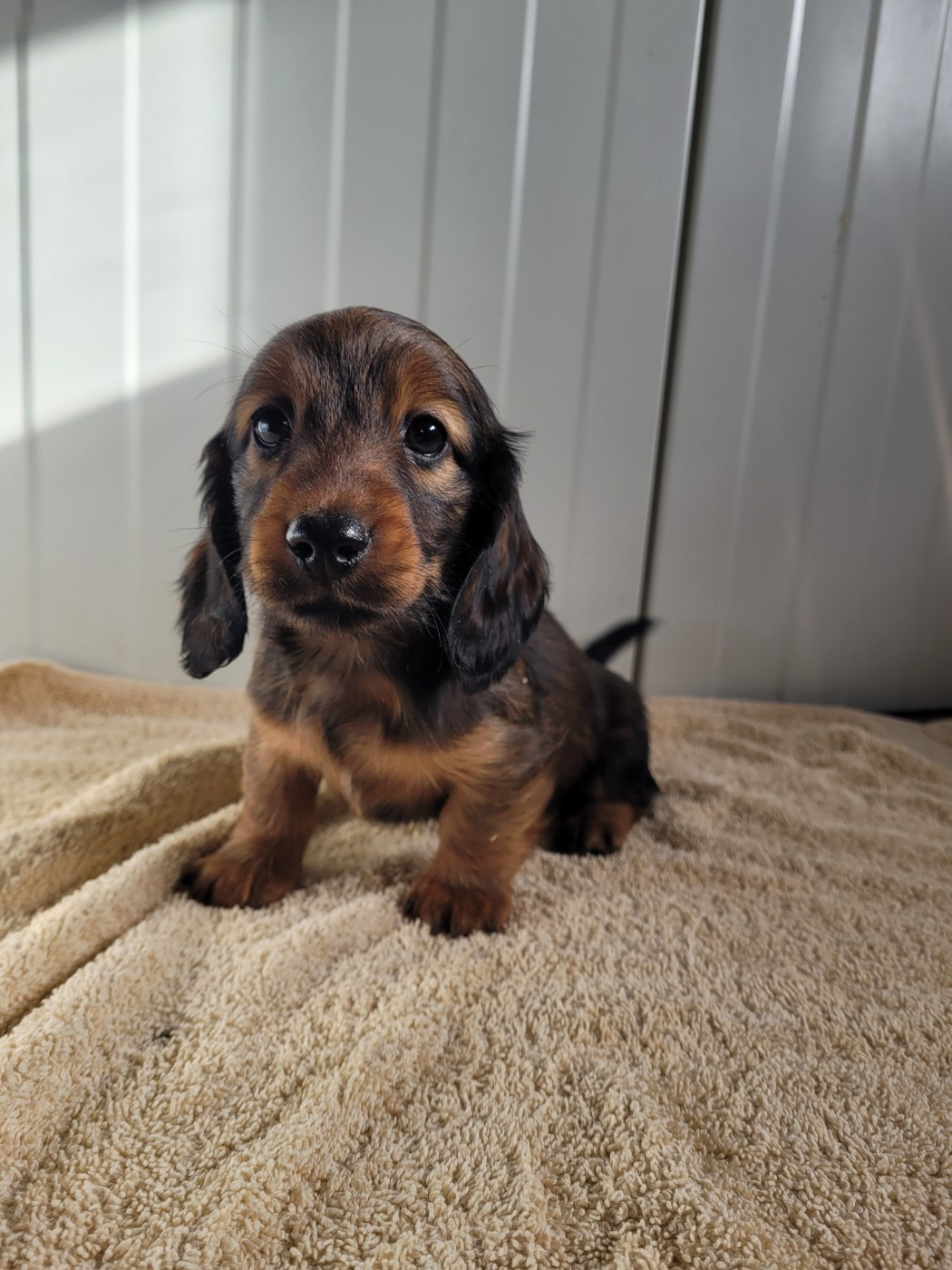 des terres de bourguenailles - Chiots disponibles - Teckel poil long