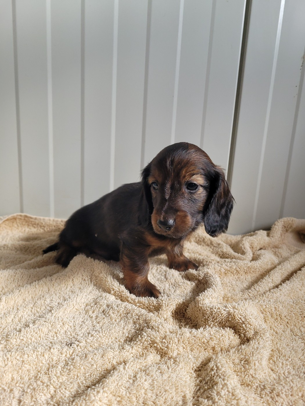 des terres de bourguenailles - Chiots disponibles - Teckel poil long