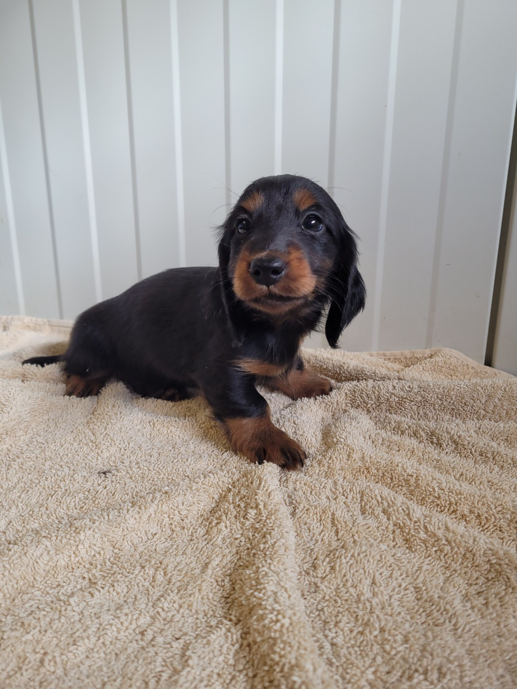 des terres de bourguenailles - Chiots disponibles - Teckel poil long