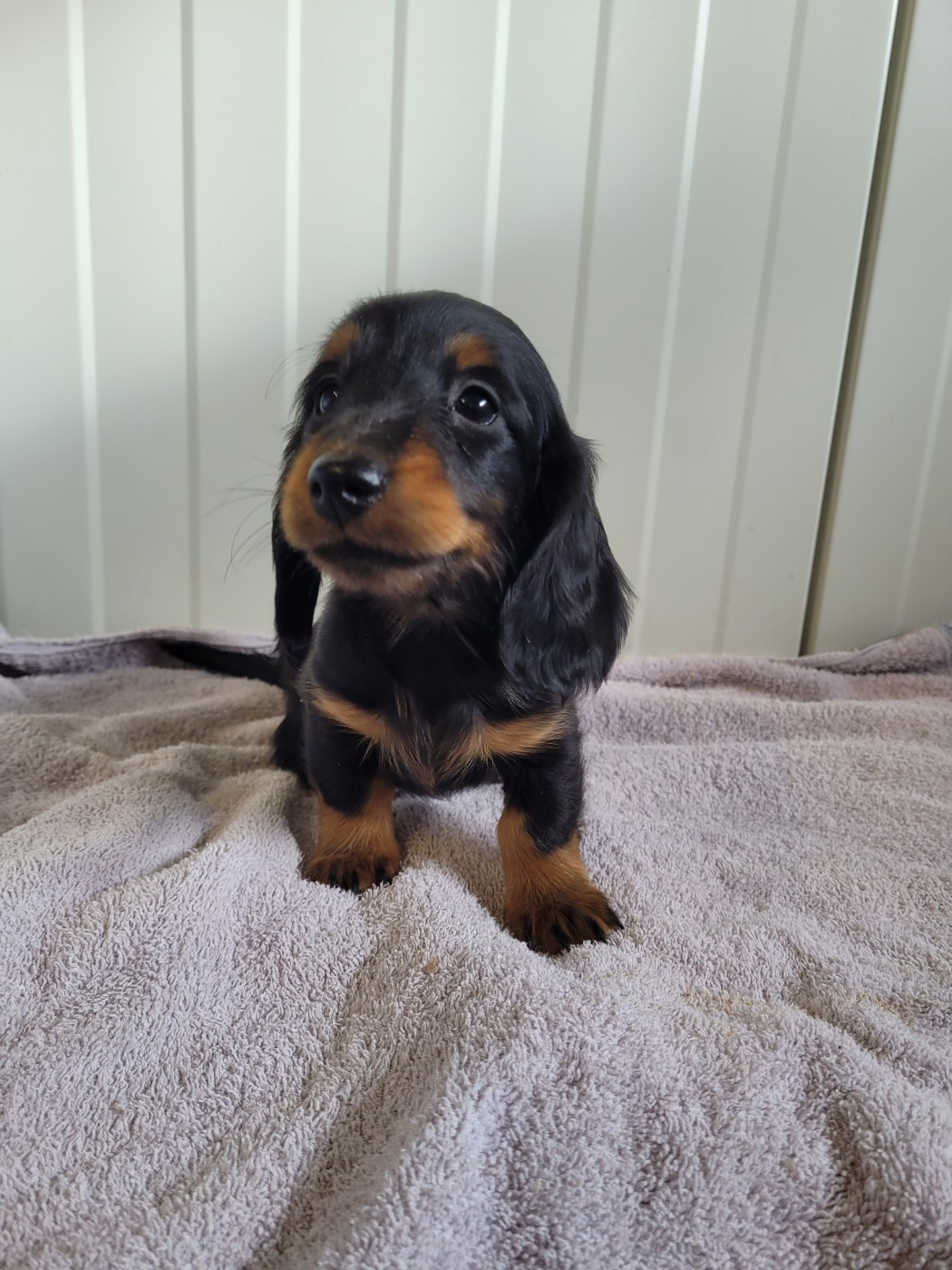 des terres de bourguenailles - Chiots disponibles - Teckel poil long