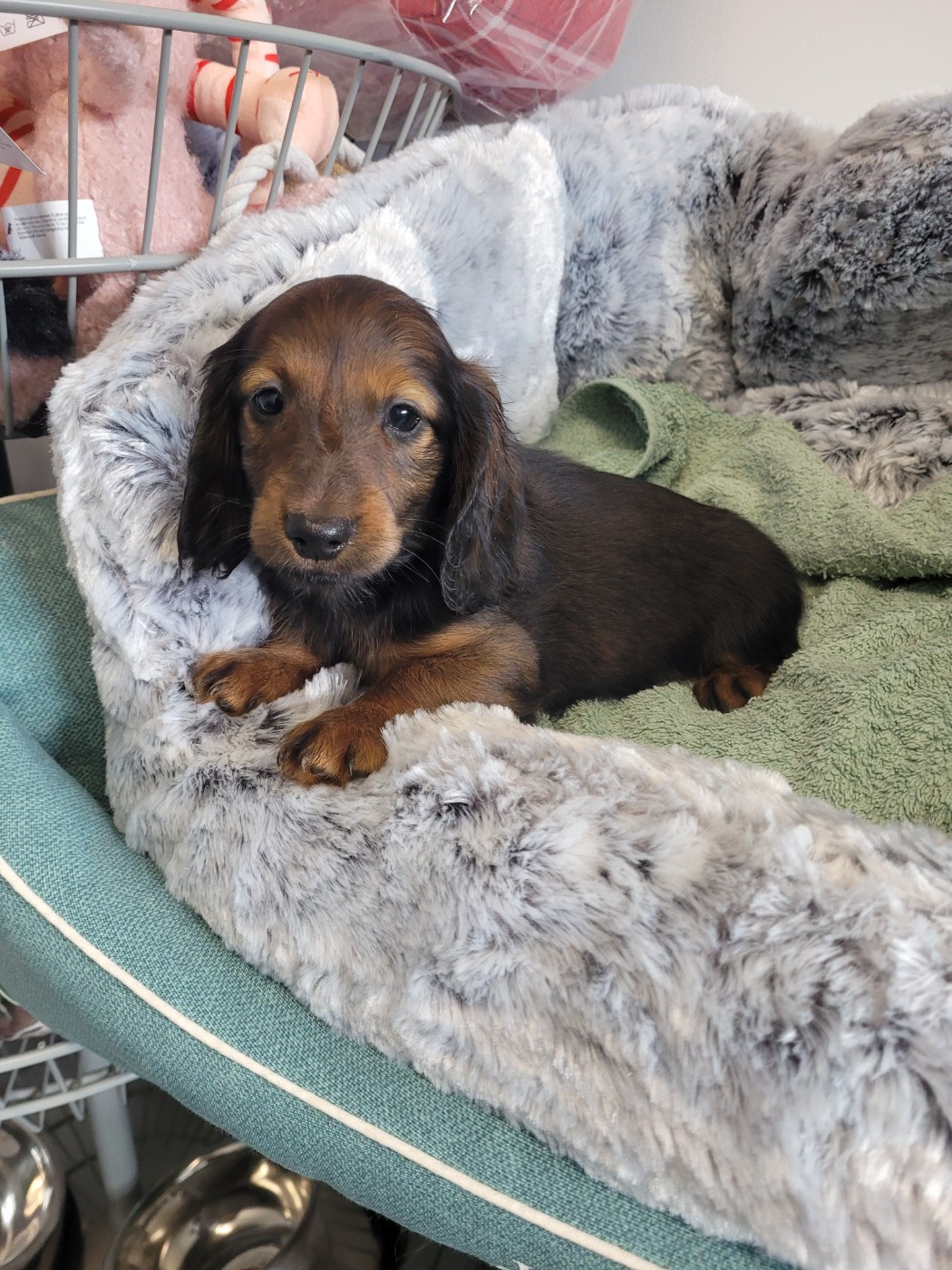 des terres de bourguenailles - Chiots disponibles - Teckel poil long