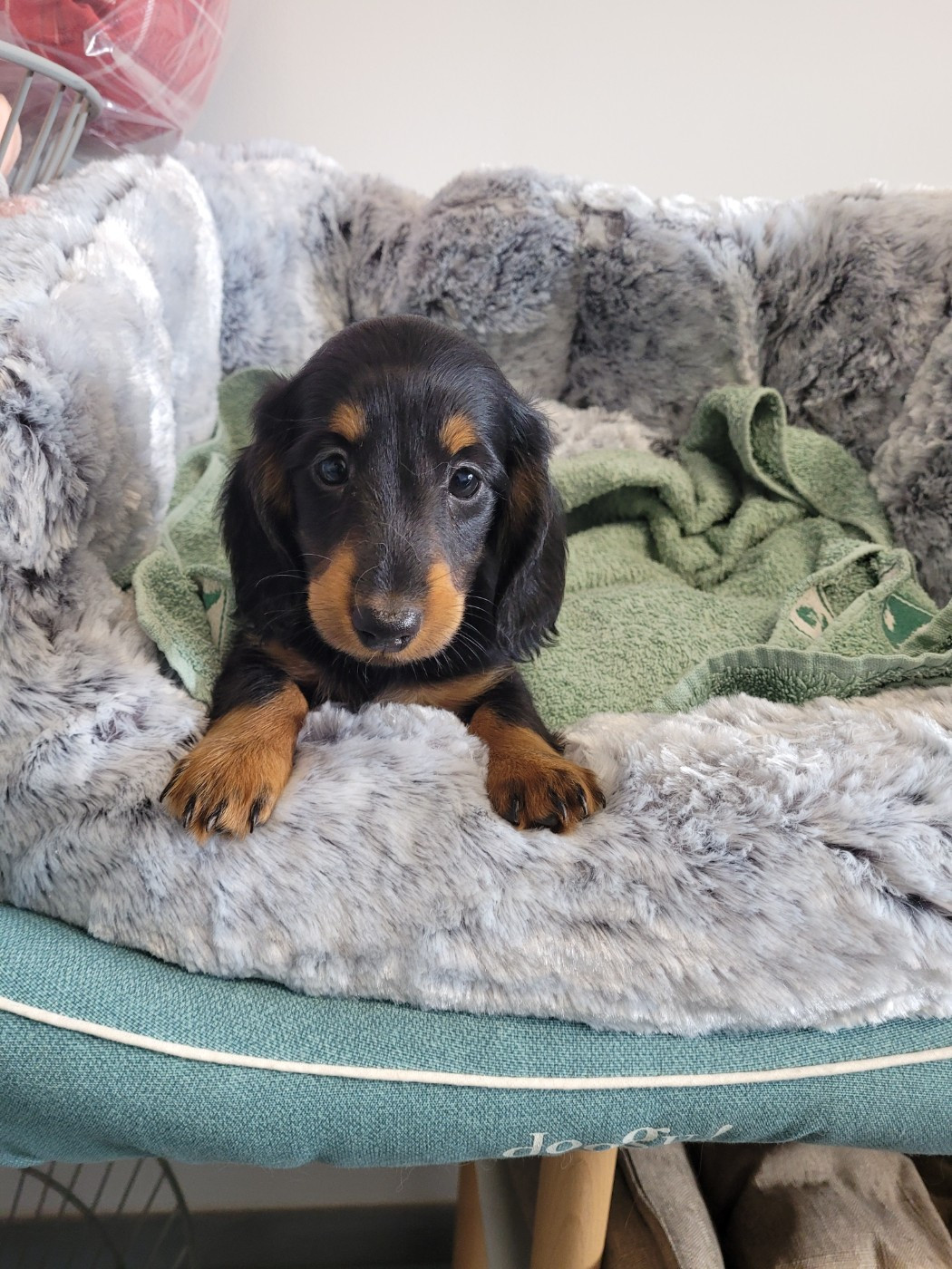 des terres de bourguenailles - Chiots disponibles - Teckel poil long