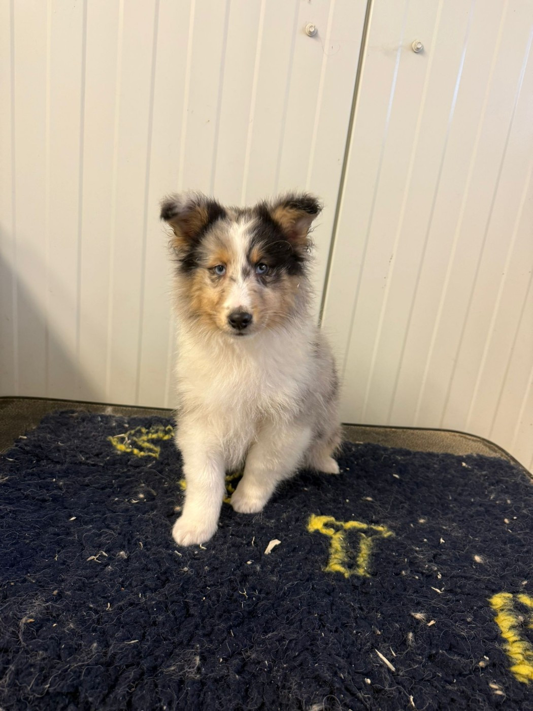 des terres de bourguenailles - Chiots disponibles - Shetland Sheepdog