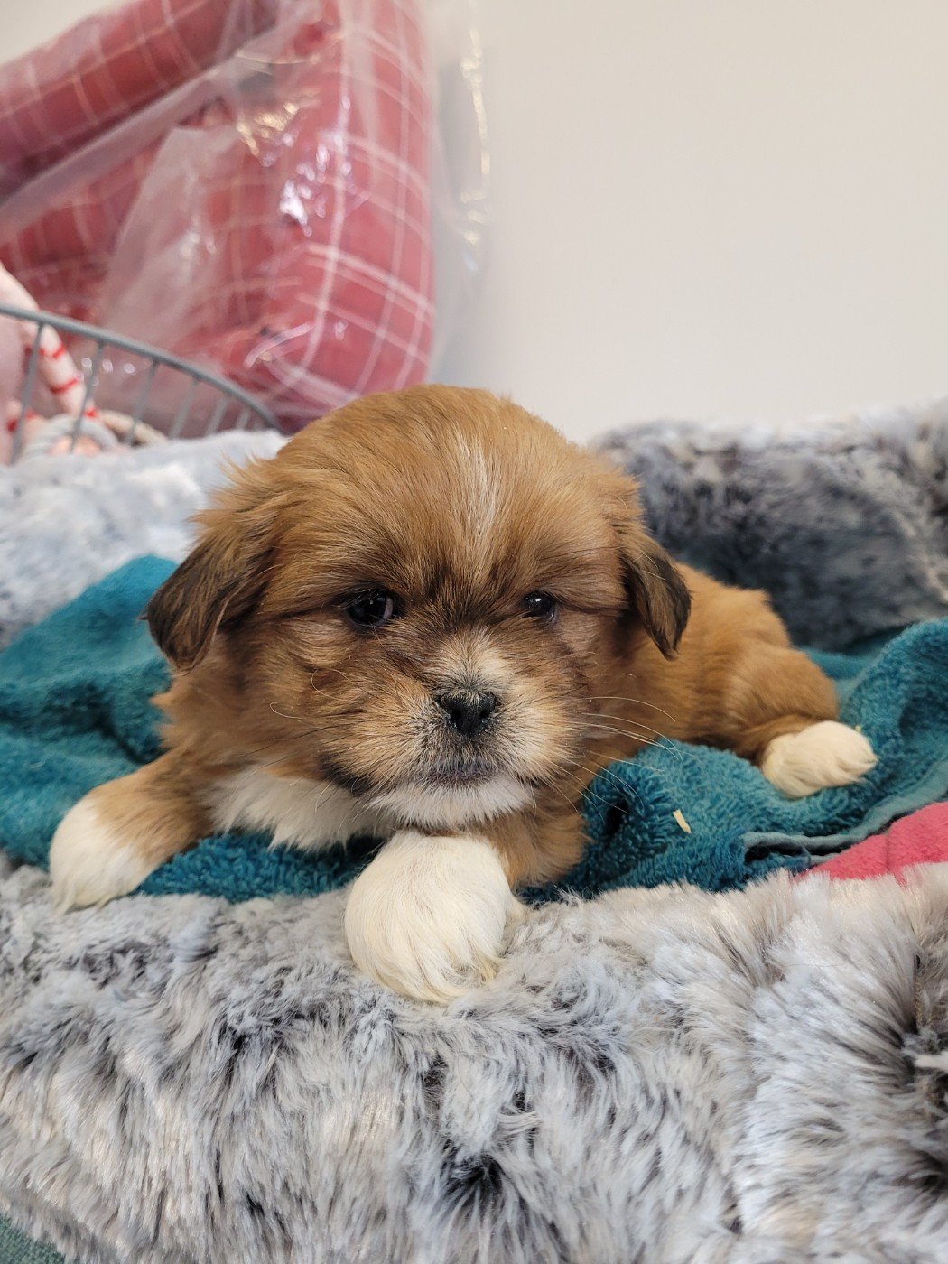 des terres de bourguenailles - Chiots disponibles - Lhassa Apso