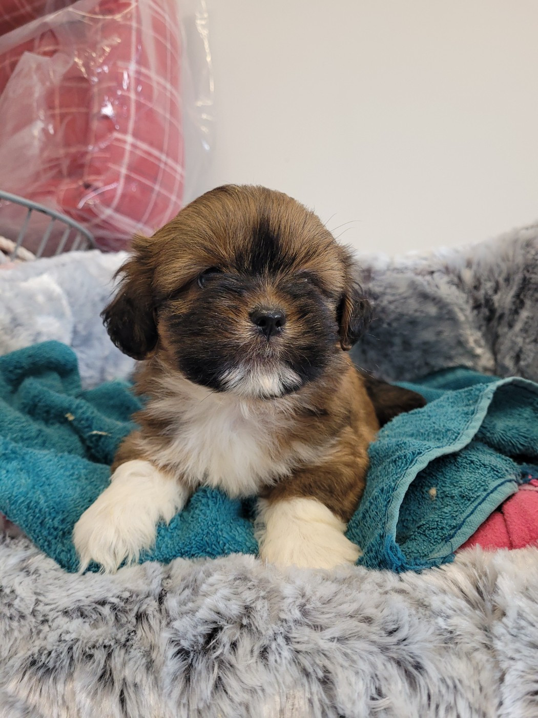 des terres de bourguenailles - Chiots disponibles - Lhassa Apso