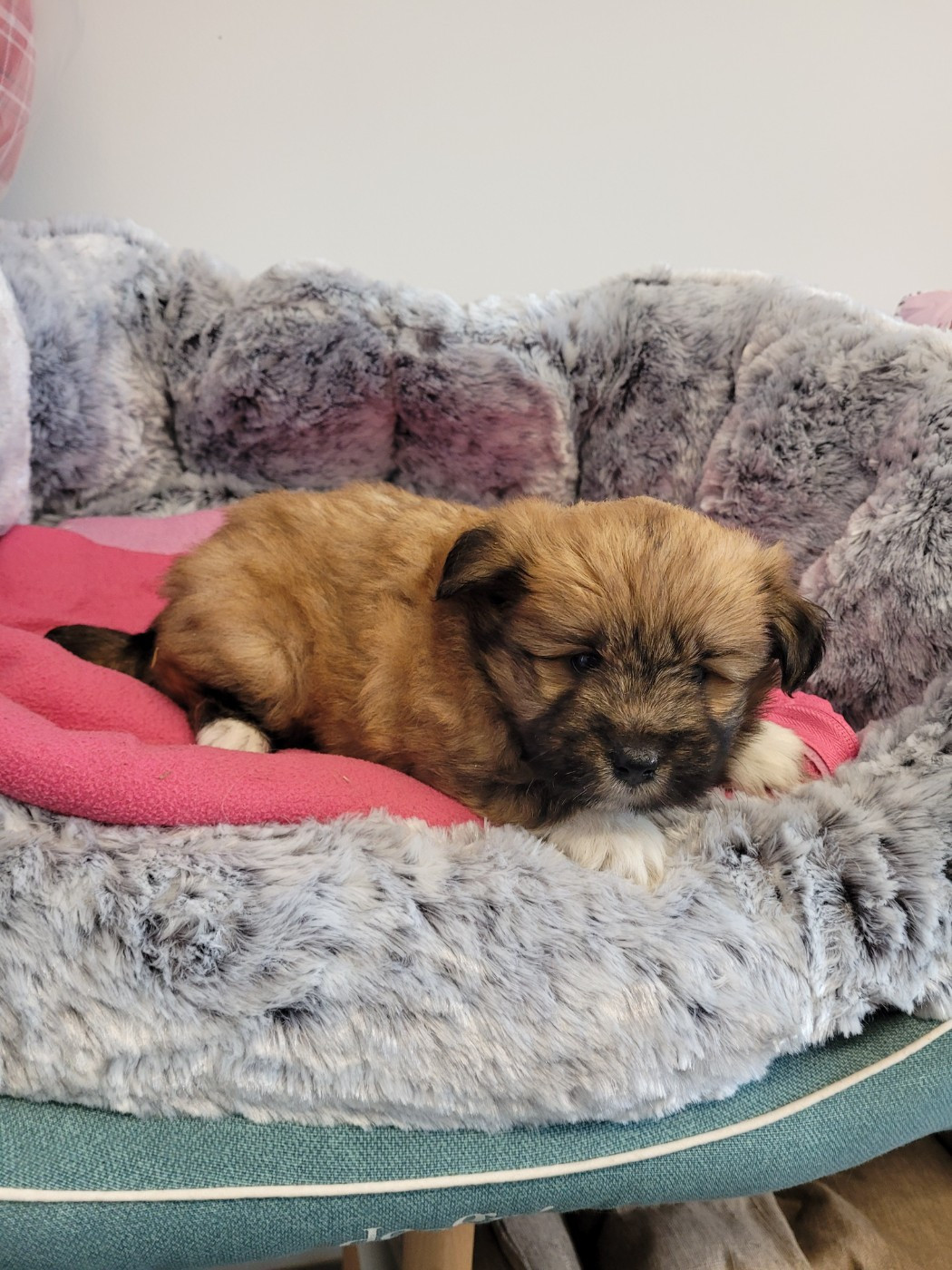 des terres de bourguenailles - Chiots disponibles - Lhassa Apso