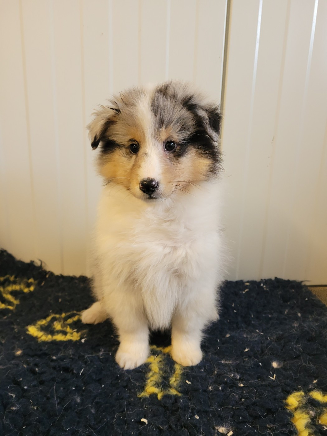 des terres de bourguenailles - Chiots disponibles - Shetland Sheepdog