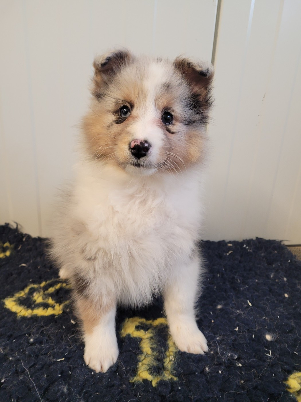 des terres de bourguenailles - Chiots disponibles - Shetland Sheepdog