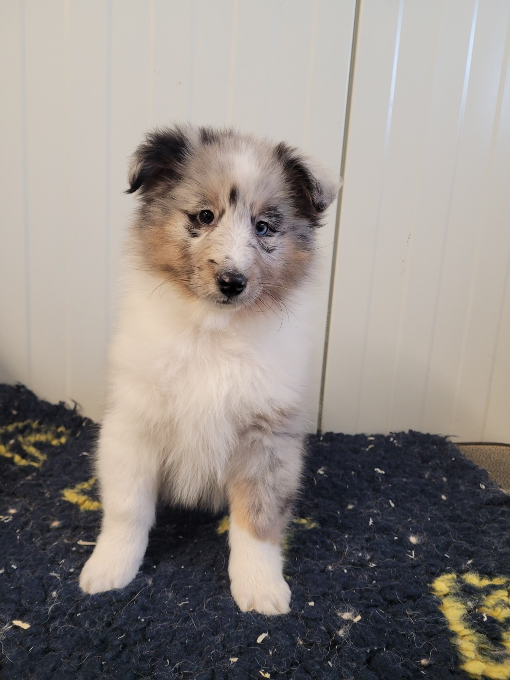 des terres de bourguenailles - Chiots disponibles - Shetland Sheepdog