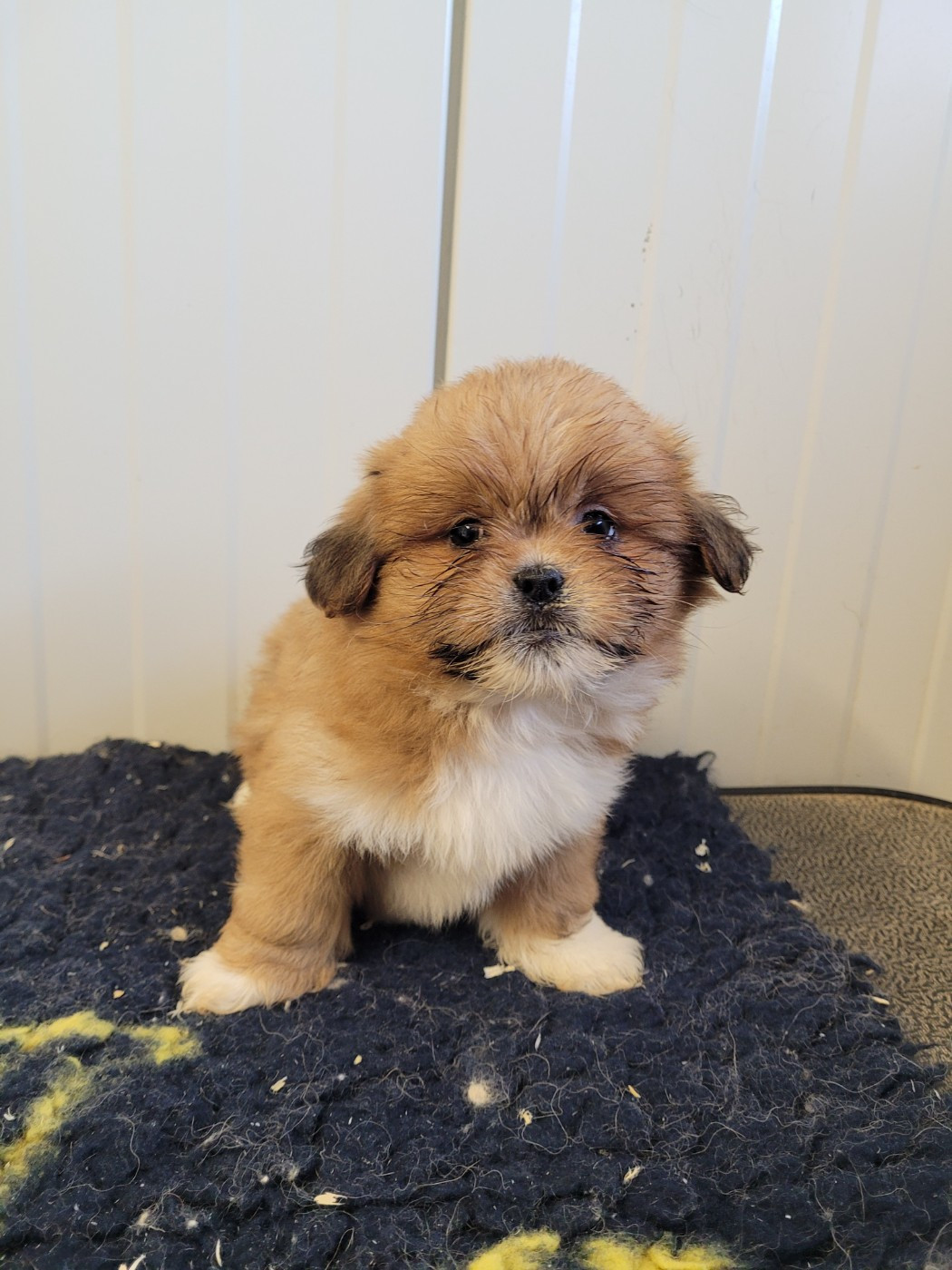 des terres de bourguenailles - Chiots disponibles - Lhassa Apso