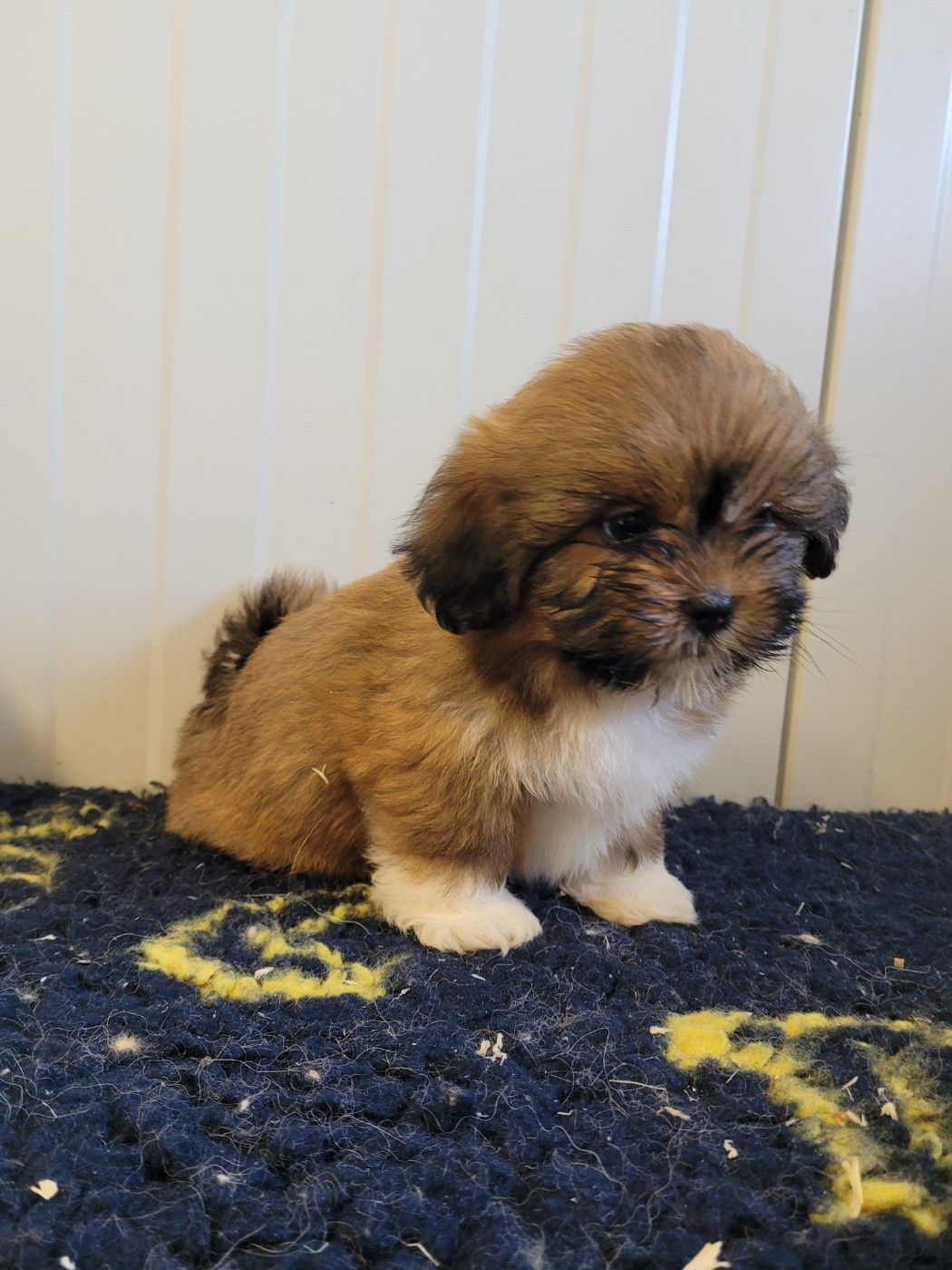 des terres de bourguenailles - Chiots disponibles - Lhassa Apso