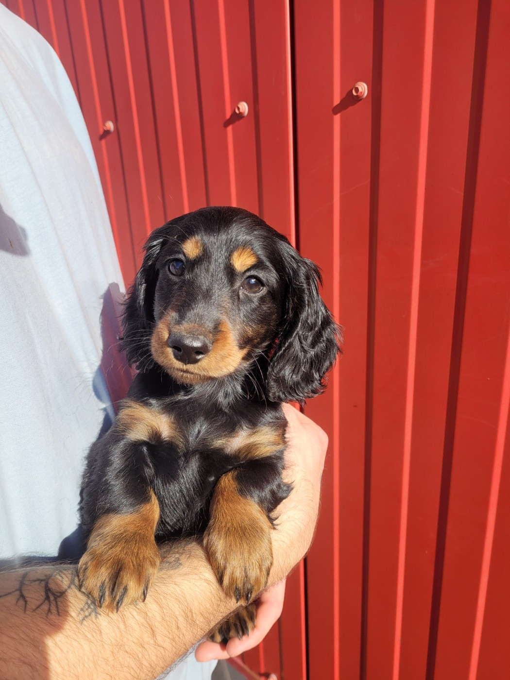 des terres de bourguenailles - Chiots disponibles - Teckel poil long