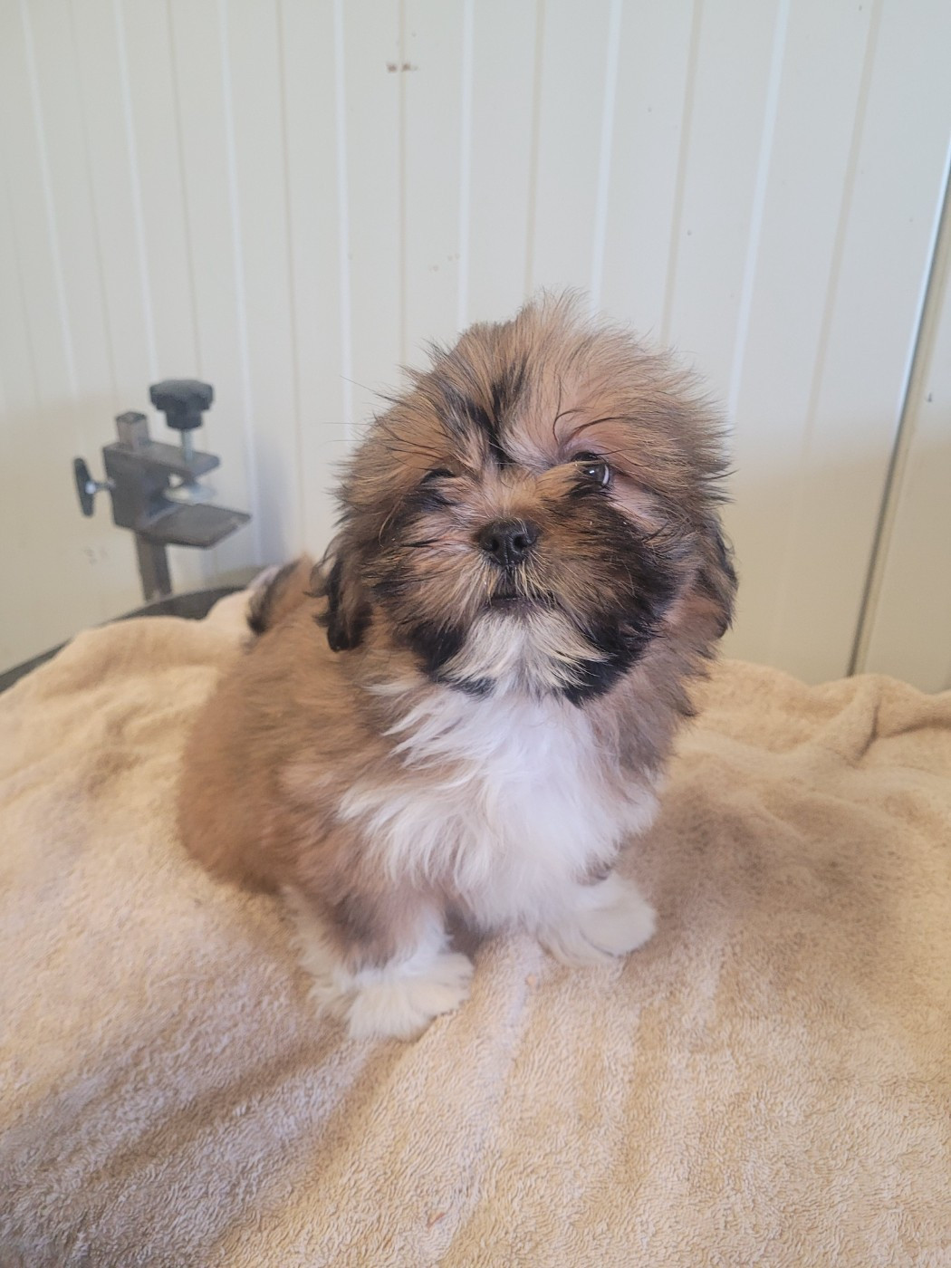 des terres de bourguenailles - Chiots disponibles - Lhassa Apso