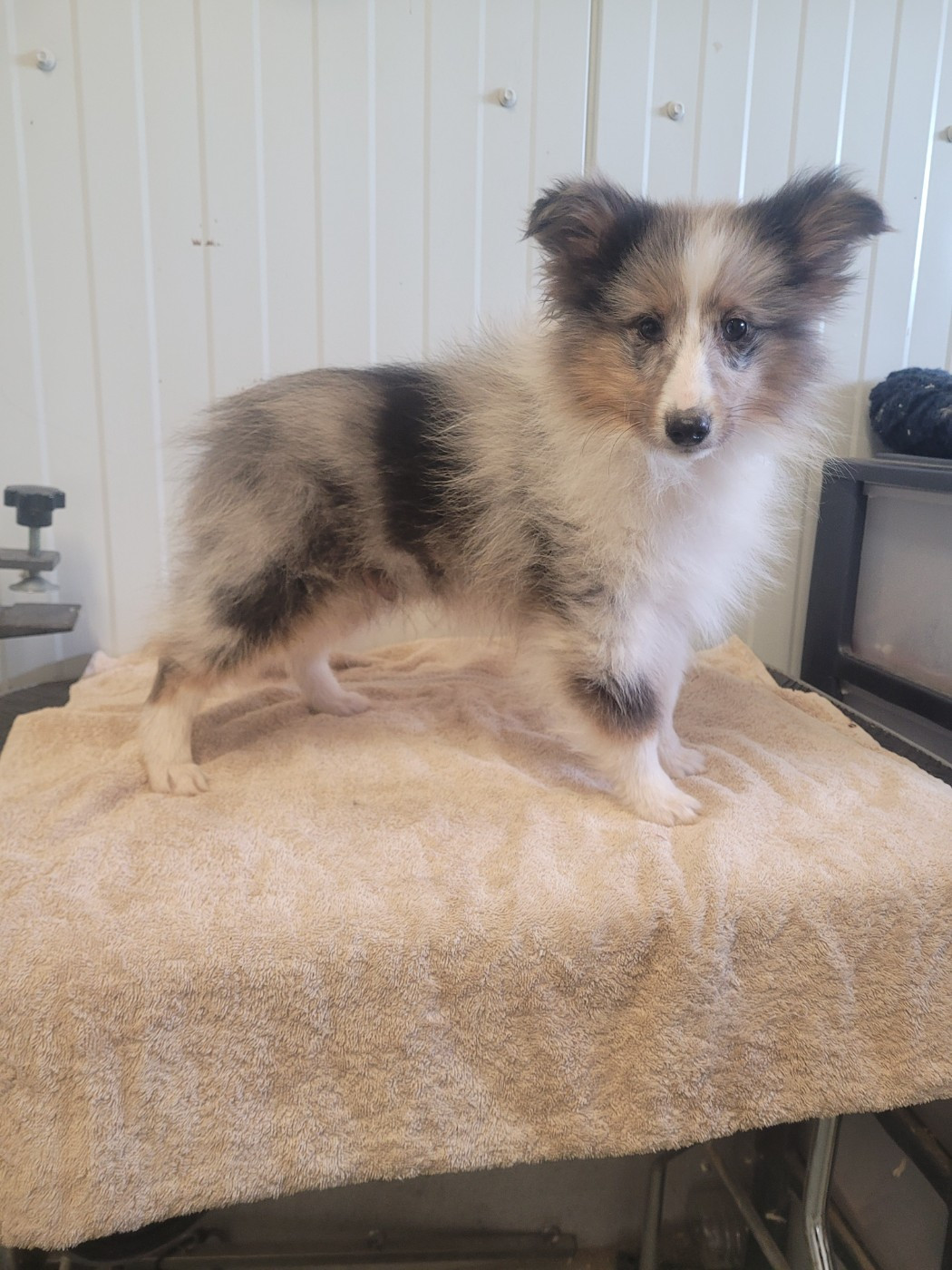 des terres de bourguenailles - Chiots disponibles - Shetland Sheepdog