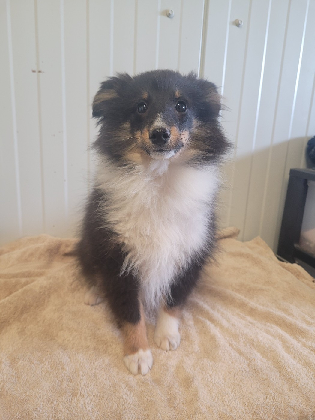 des terres de bourguenailles - Chiots disponibles - Shetland Sheepdog