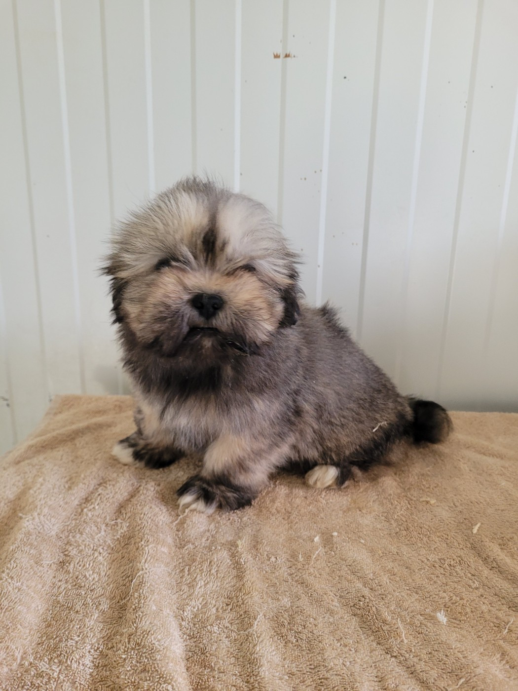 des terres de bourguenailles - Chiots disponibles - Lhassa Apso