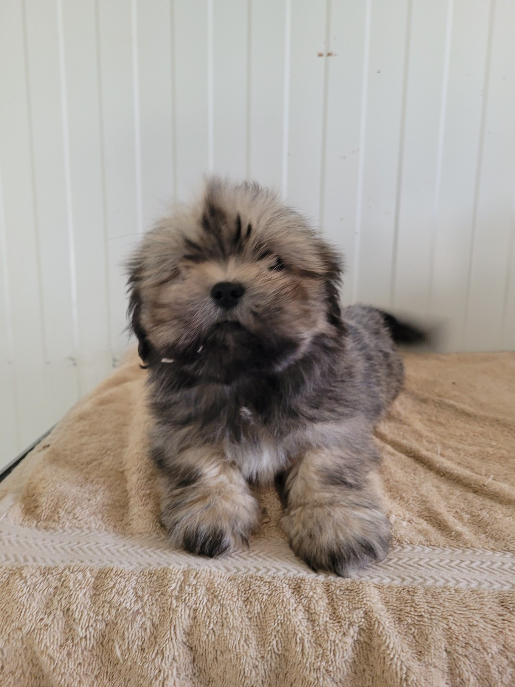 des terres de bourguenailles - Chiots disponibles - Lhassa Apso