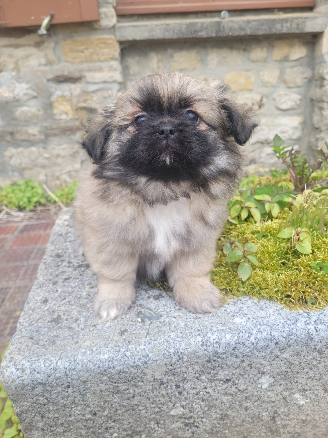 des terres de bourguenailles - Chiots disponibles - Epagneul tibetain