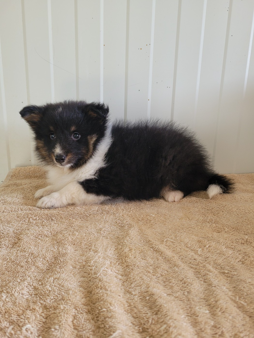des terres de bourguenailles - Chiots disponibles - Shetland Sheepdog