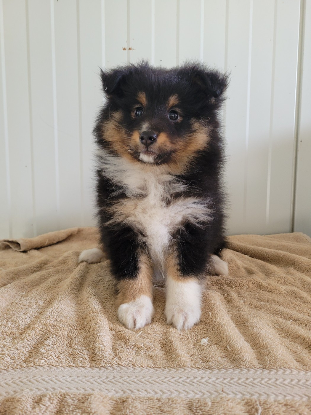 des terres de bourguenailles - Chiots disponibles - Shetland Sheepdog