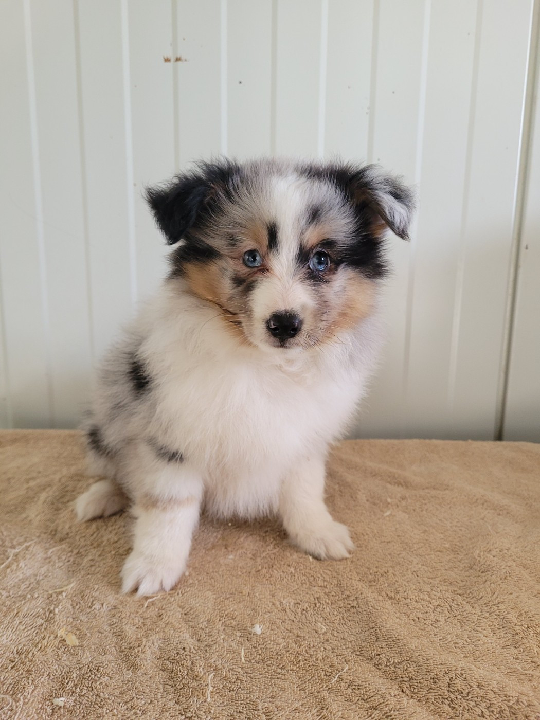 des terres de bourguenailles - Chiots disponibles - Shetland Sheepdog