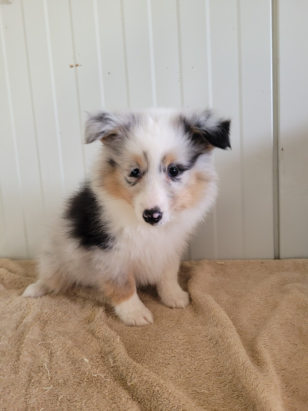 des terres de bourguenailles - Chiots disponibles - Shetland Sheepdog