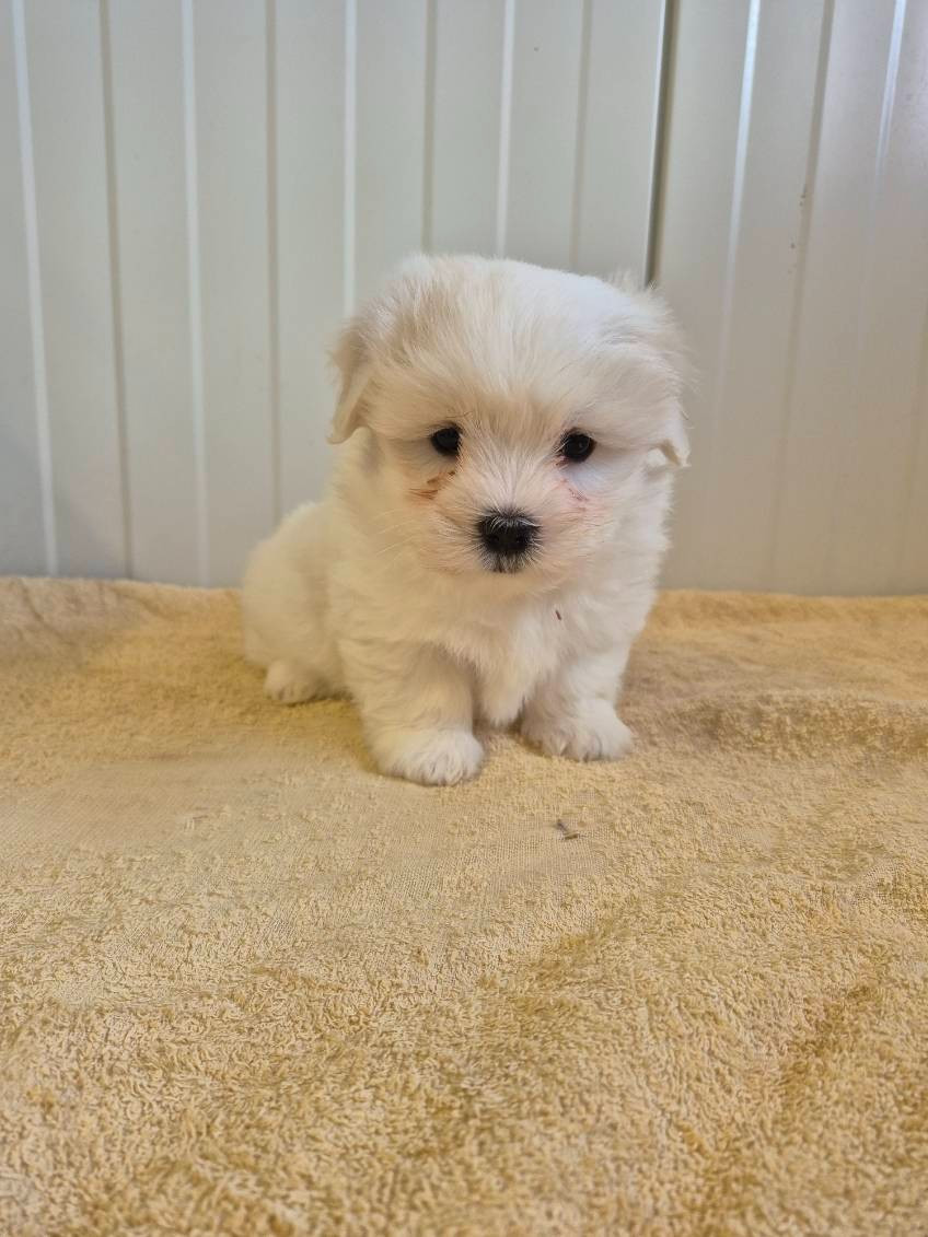 des terres de bourguenailles - Chiots disponibles - Coton de Tulear