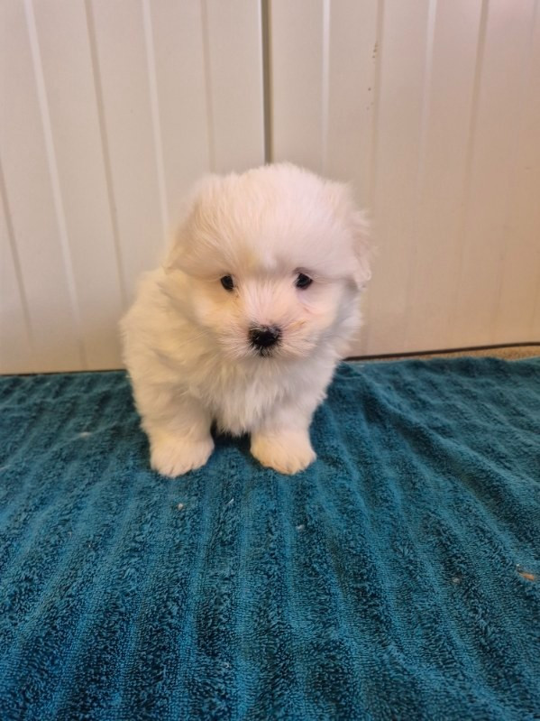 des terres de bourguenailles - Chiots disponibles - Coton de Tulear