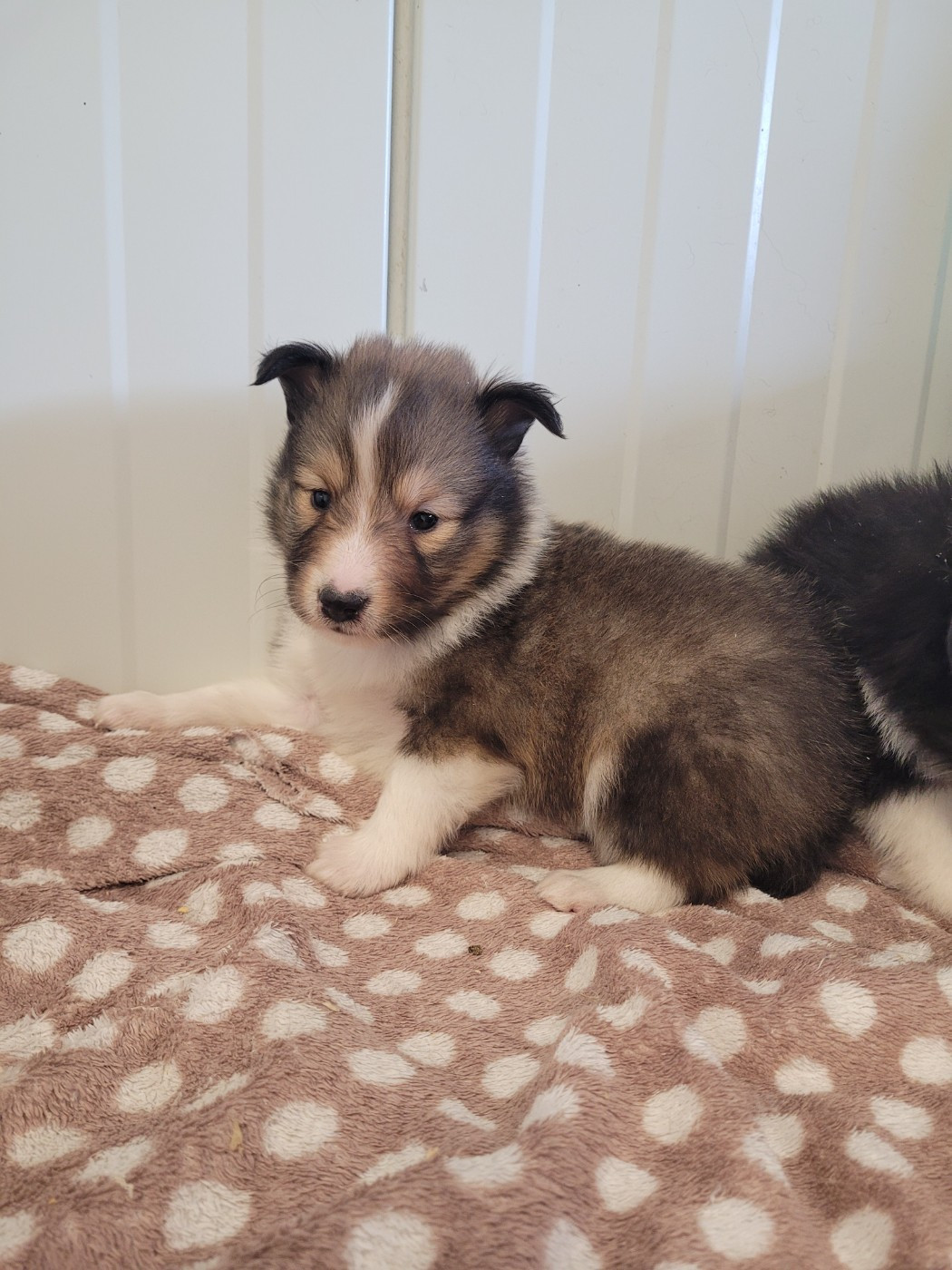 des terres de bourguenailles - Chiots disponibles - Shetland Sheepdog