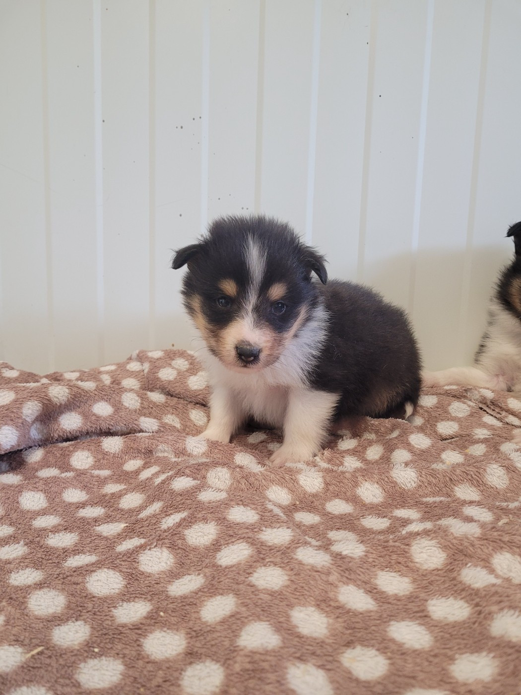 des terres de bourguenailles - Chiots disponibles - Shetland Sheepdog