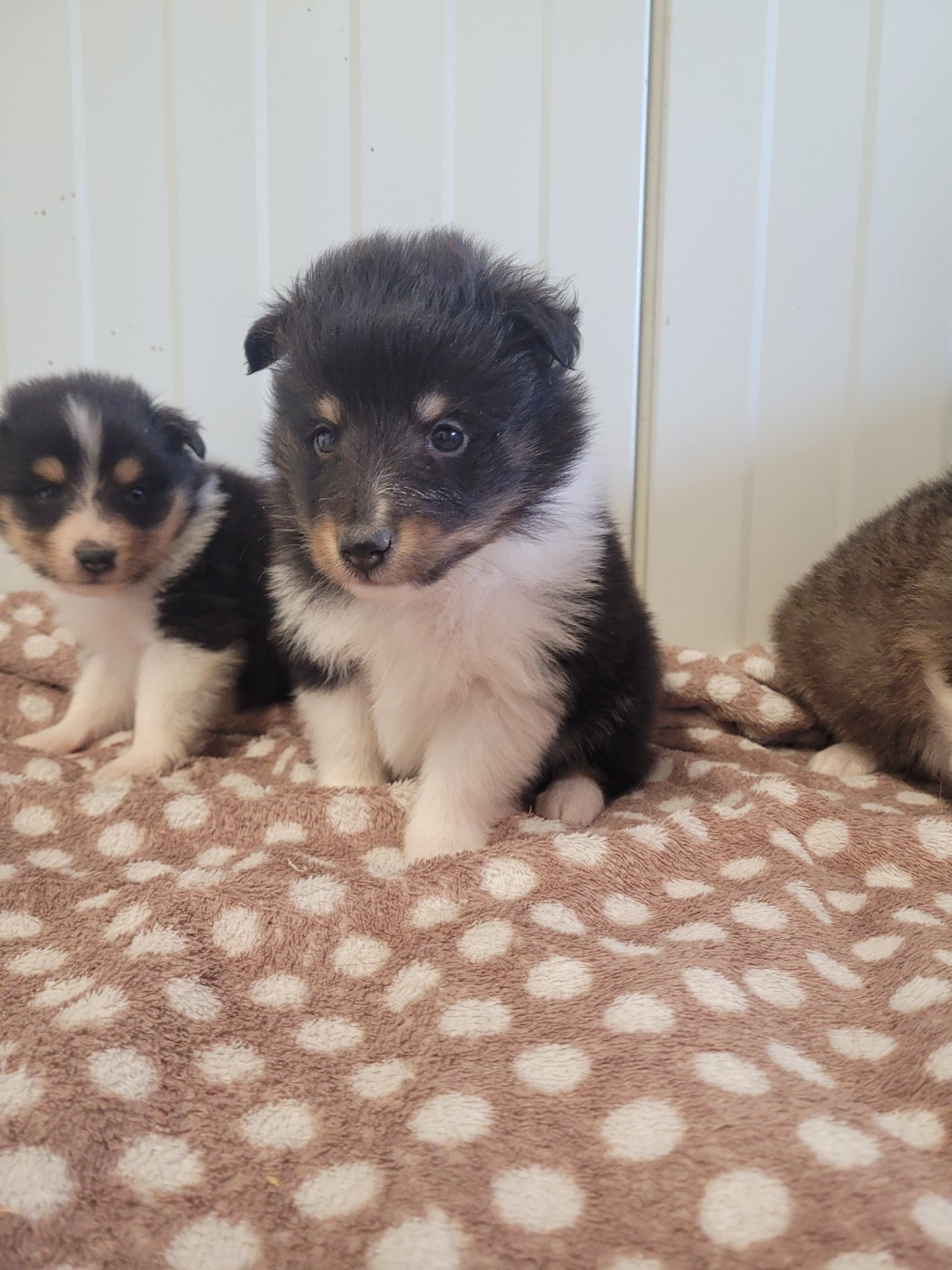 des terres de bourguenailles - Chiots disponibles - Shetland Sheepdog