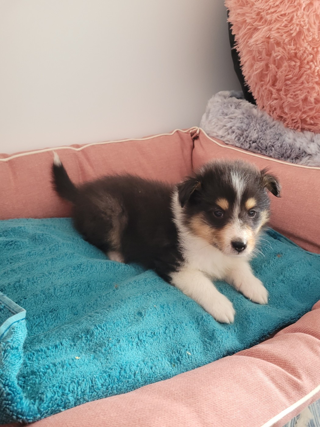 des terres de bourguenailles - Chiots disponibles - Shetland Sheepdog