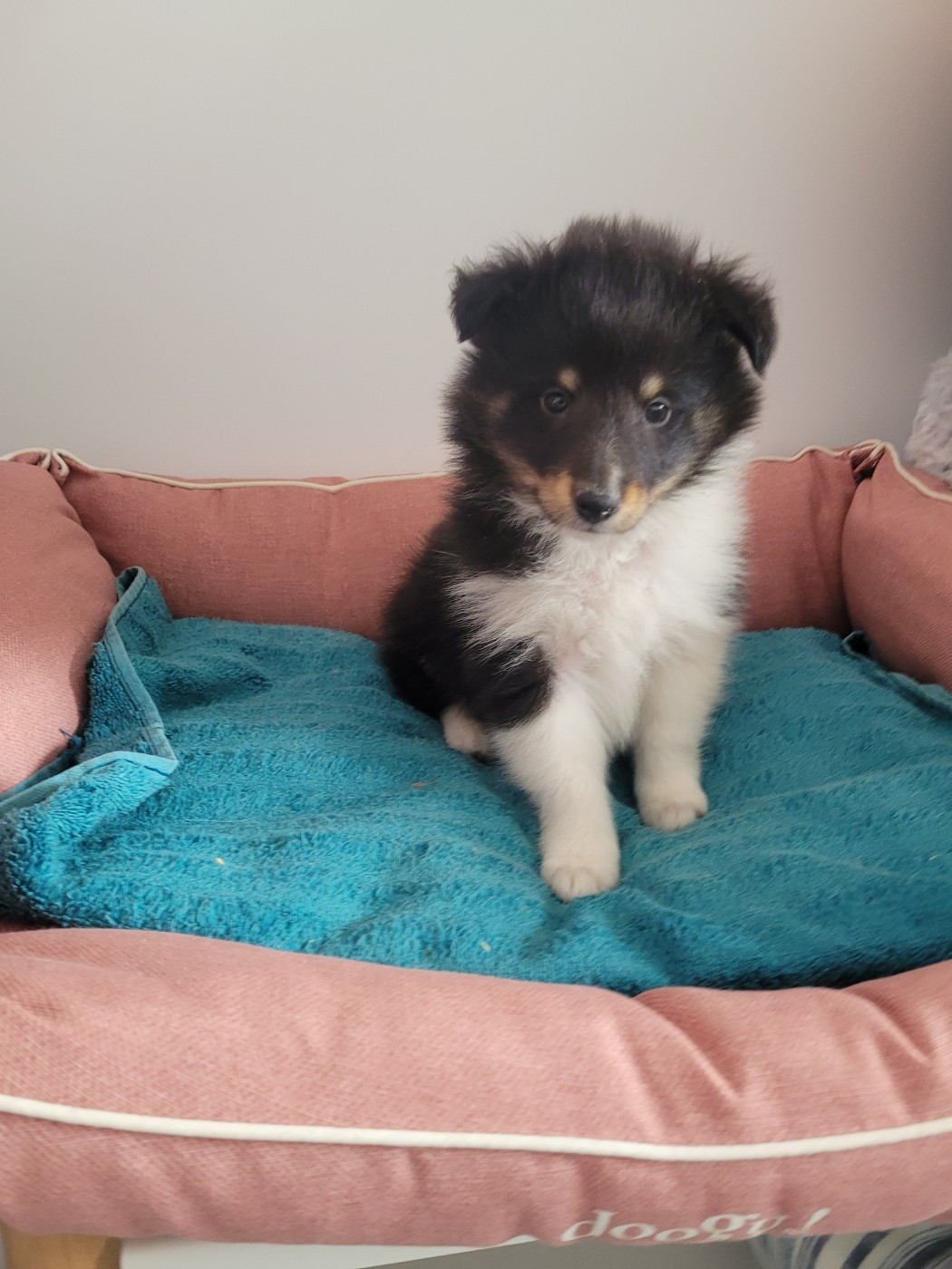 des terres de bourguenailles - Chiots disponibles - Shetland Sheepdog