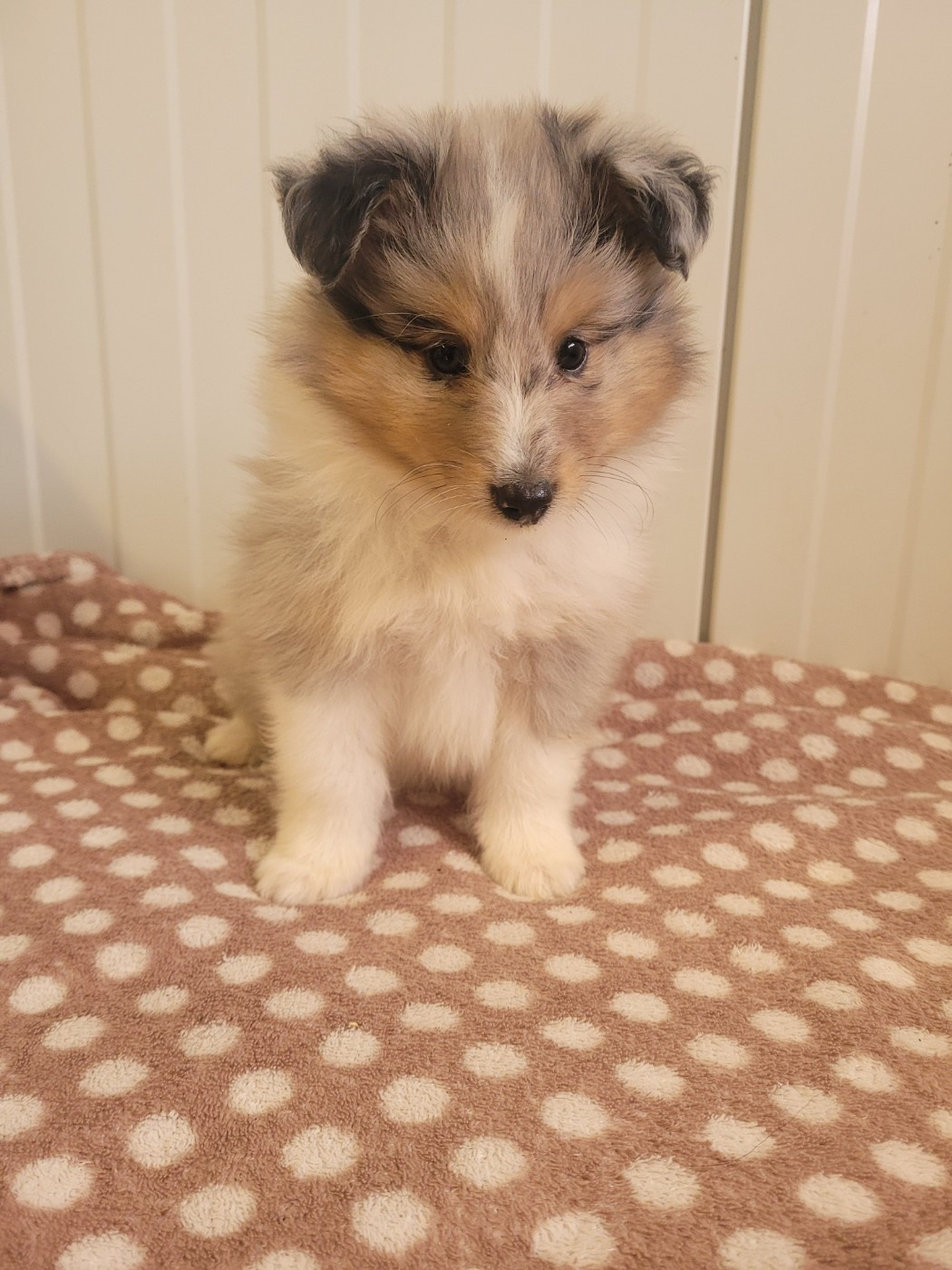 des terres de bourguenailles - Chiots disponibles - Shetland Sheepdog