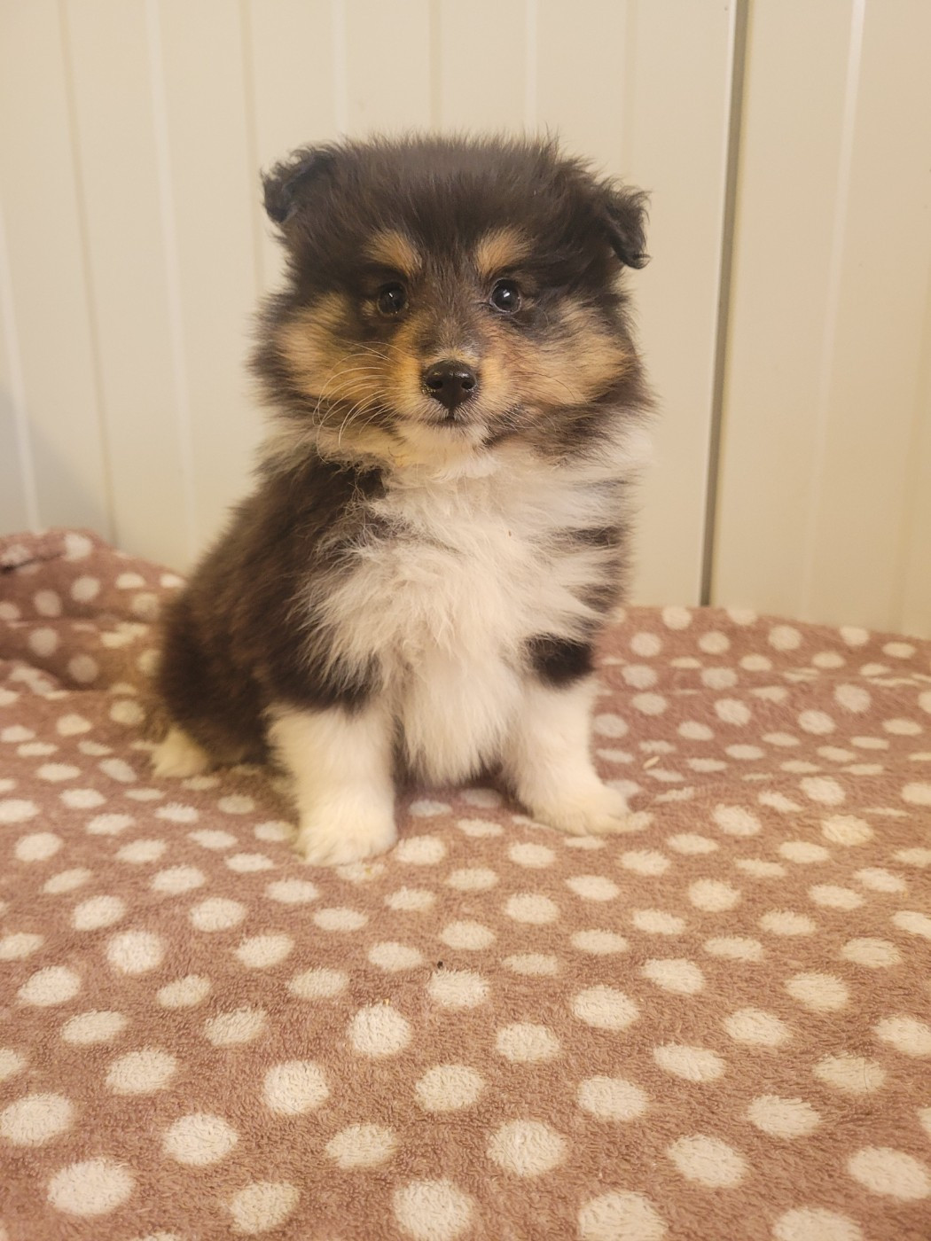 des terres de bourguenailles - Chiots disponibles - Shetland Sheepdog