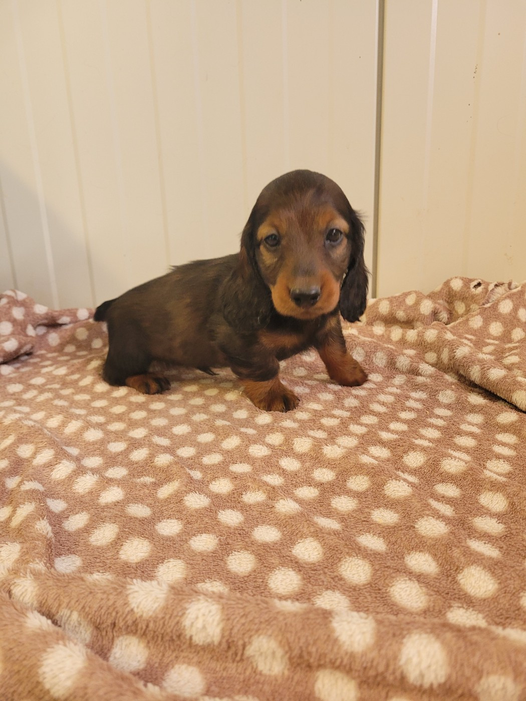 des terres de bourguenailles - Chiots disponibles - Teckel poil long