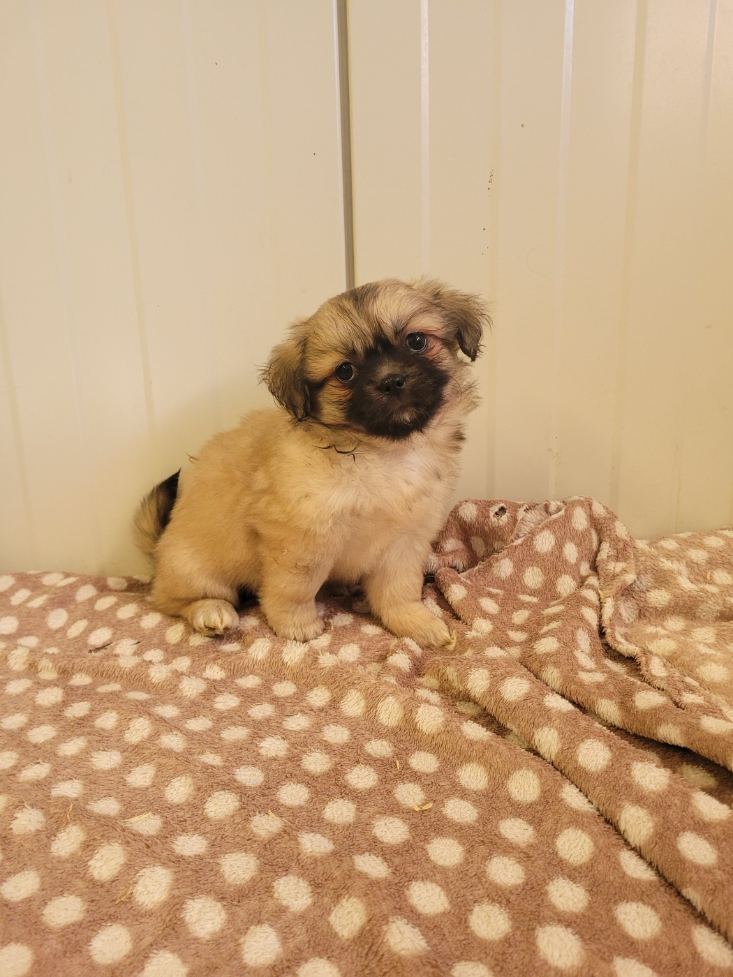 des terres de bourguenailles - Chiots disponibles - Epagneul tibetain