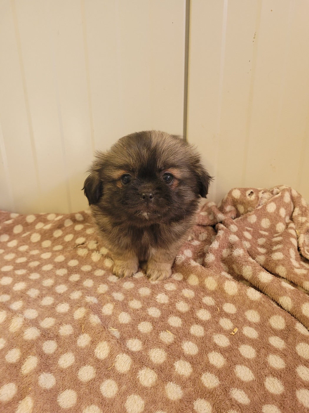des terres de bourguenailles - Chiots disponibles - Epagneul tibetain
