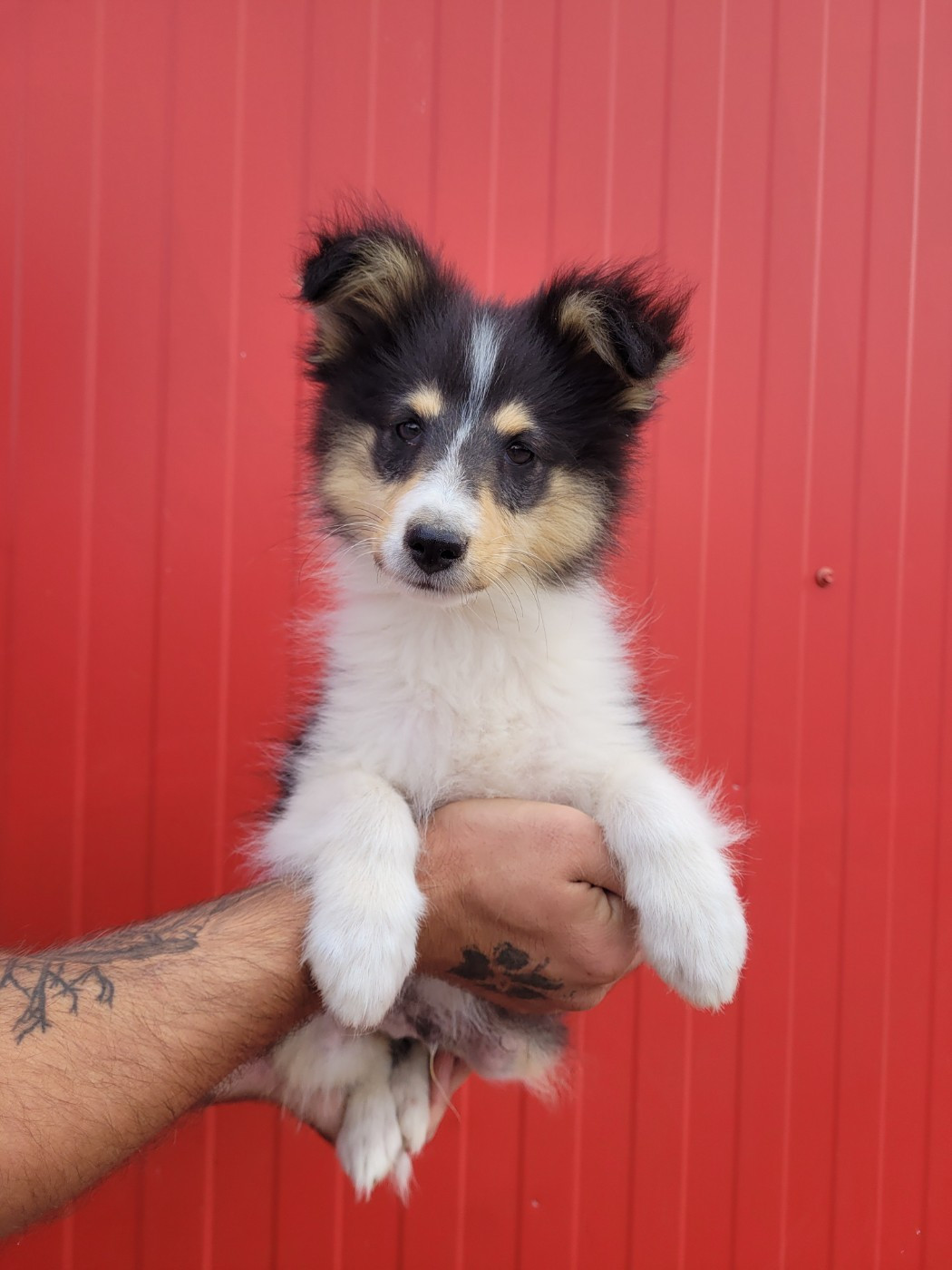 des terres de bourguenailles - Chiots disponibles - Shetland Sheepdog
