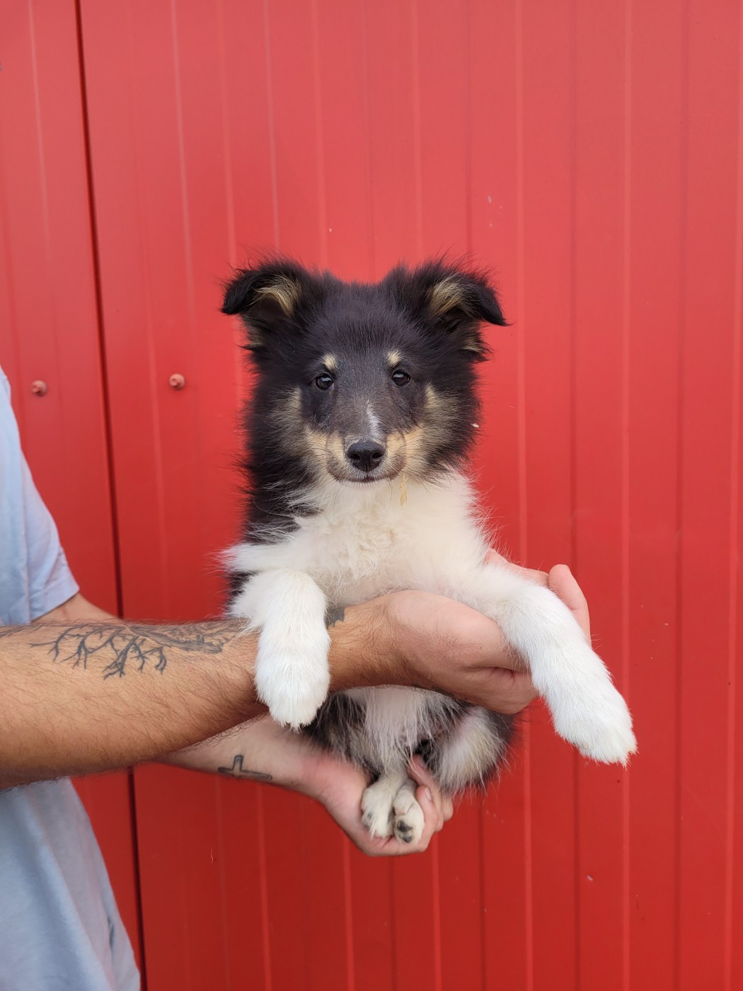 des terres de bourguenailles - Chiots disponibles - Shetland Sheepdog